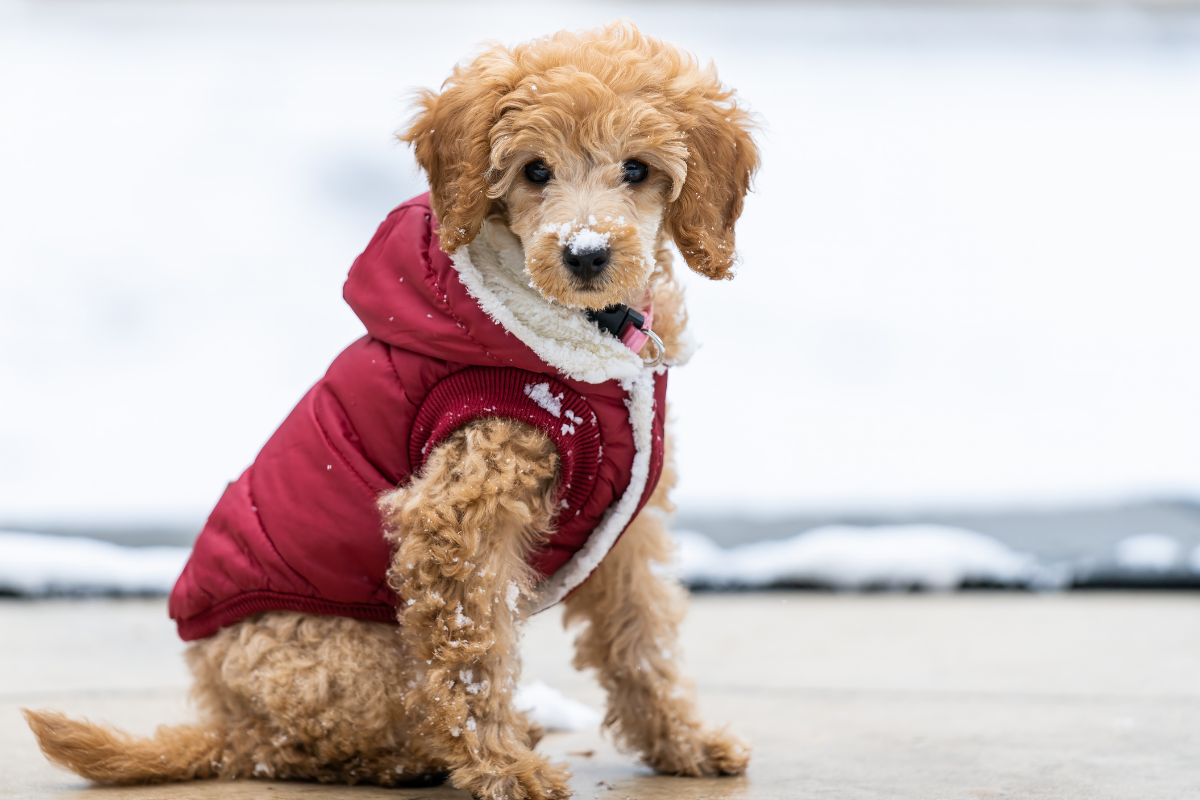 Ubranka dla psa – czy czworonożny przyjaciel powinien je nosić?